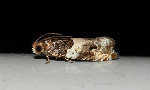 Gypsonoma dealbana