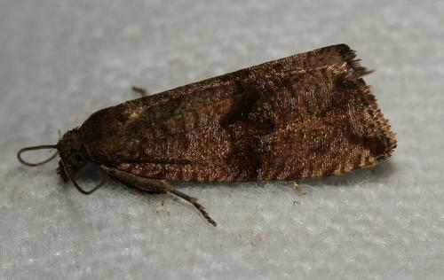 Celypha striana
