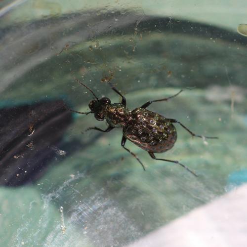 Réf. 167 296 : Elaphrus sp.