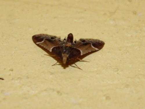 Réf. 167 294 : Pyralis farinalis