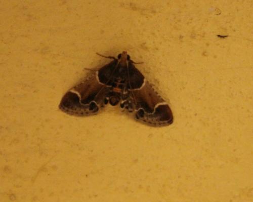 Réf. 167 293 : Pyralis farinalis