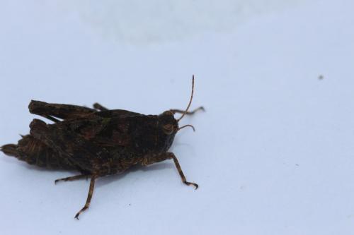 Tetrix tenuicornis