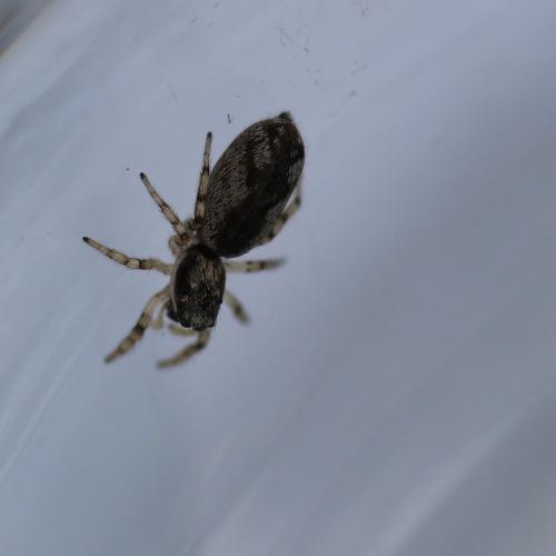 Salticus sp.