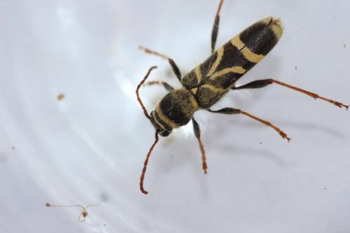 Cyrtoclytus capra