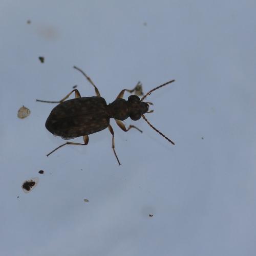 Asaphidion sp.