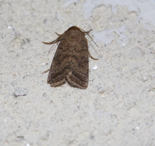 Réf. 167 187 : Hoplodrina octogenaria