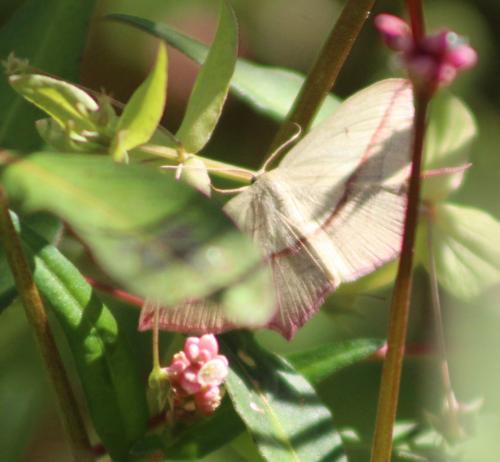 Réf. 167 375 : Timandra comae