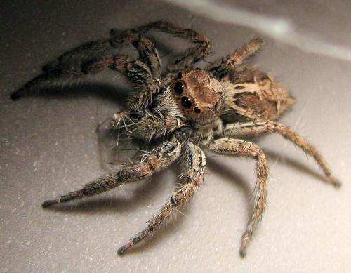 Réf. 167 249 : Plexippus paykulli