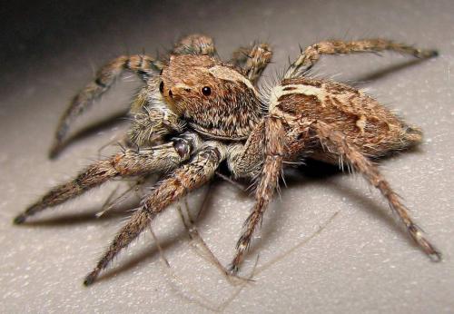 Réf. 167 251 : Plexippus paykulli