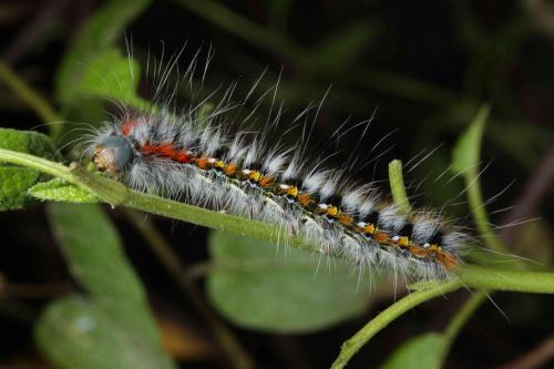 Réf. 167 054 : Psilogaster loti