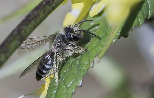 Andrena sp.