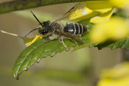 Andrena sp.