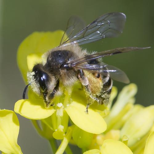 Andrena sp.