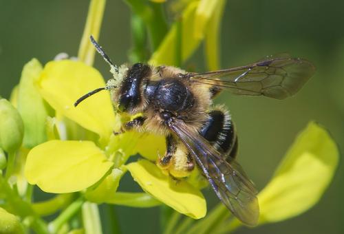 Andrena sp.