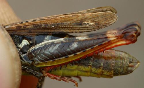 Chorthippus saulcyi algoaldensis