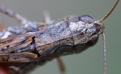 Chorthippus saulcyi algoaldensis