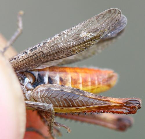 Réf. 167 533 : Chorthippus vagans vagans