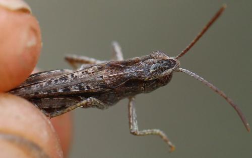 Réf. 167 534 : Chorthippus vagans vagans