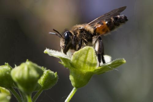 Andrena florea