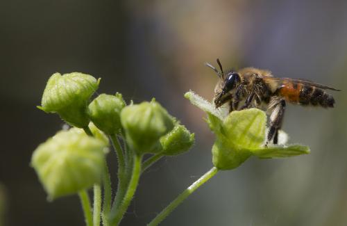 Andrena florea