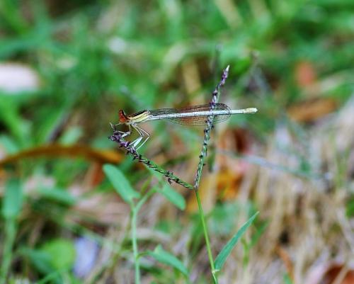 Réf. 167 643 : Platycnemis latipes