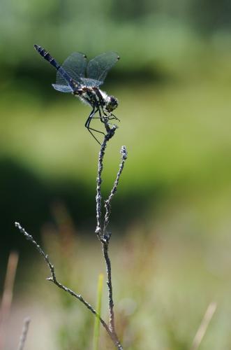 Réf. 167 617 : Sympetrum danae