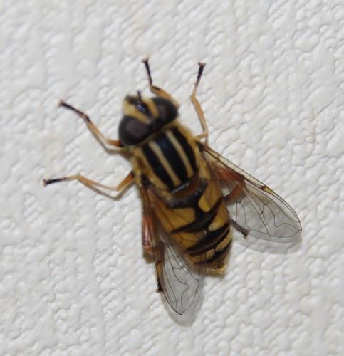 Réf. 167 314 : Helophilus pendulus
