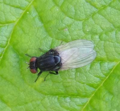Minettia longipennis