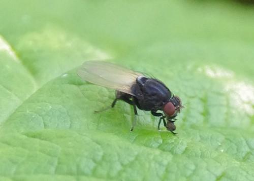 Minettia longipennis