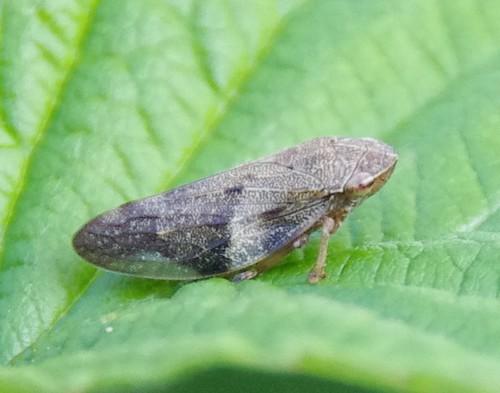 Aphrophora alni