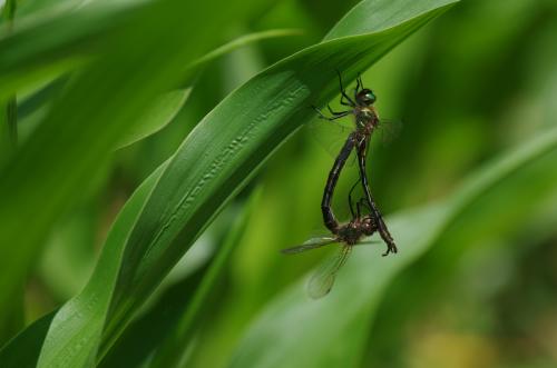 Oxygastra curtisii