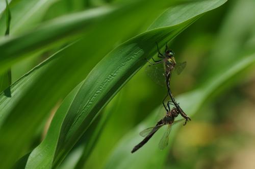 Oxygastra curtisii