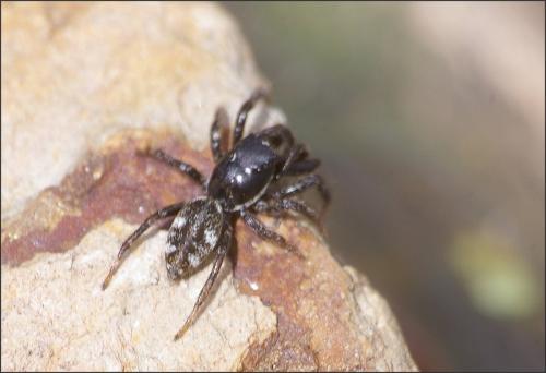 Salticus cingulatus