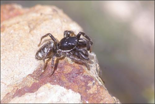 Salticus cingulatus