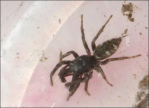 Salticus cingulatus