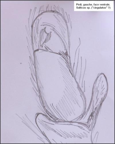Salticus cingulatus