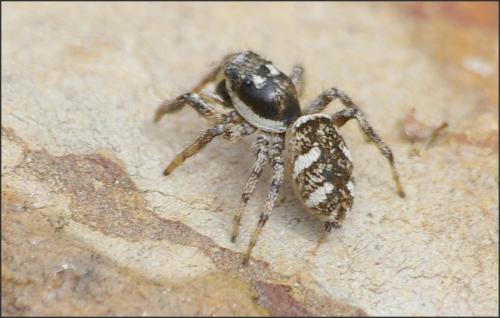 Réf. 167 574 : Salticus sp.