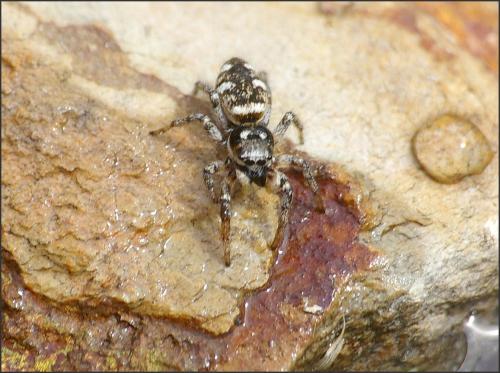 Salticus sp.