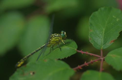 Stylurus flavipes