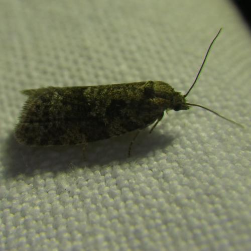 Cnephasia sp.