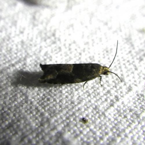Rhopobota naevana