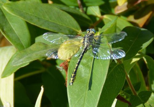 Réf. 167 143 : Gomphus graslinii