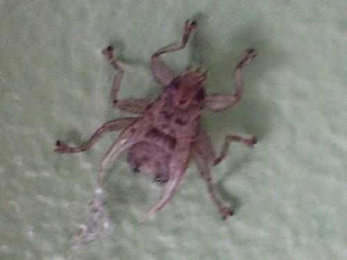 Réf. 167 566 : Stenepteryx hirundinis