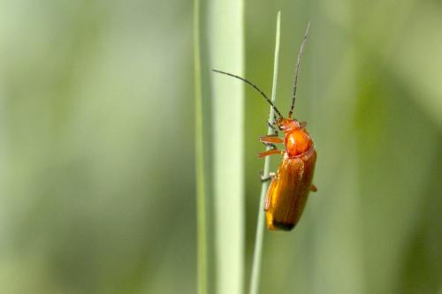 Réf. 167 481 : Rhagonycha fulva