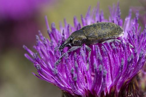 Larinus cynarae