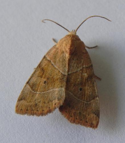 Réf. 167 695 : Cosmia trapezina