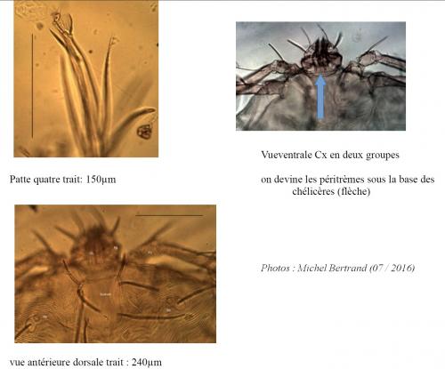 Pimeliaphilus insignis