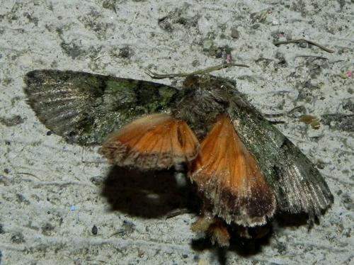 Réf. 167 074 : Polyphaenis sericata