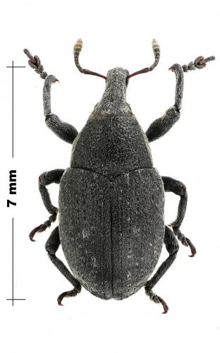 Réf. 167 286 : Larinus maurus