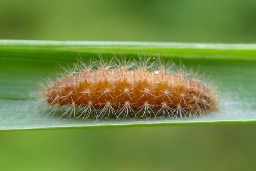 Emmelina monodactyla